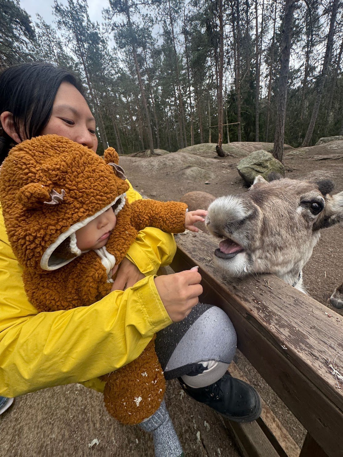 Feeding the reindeer