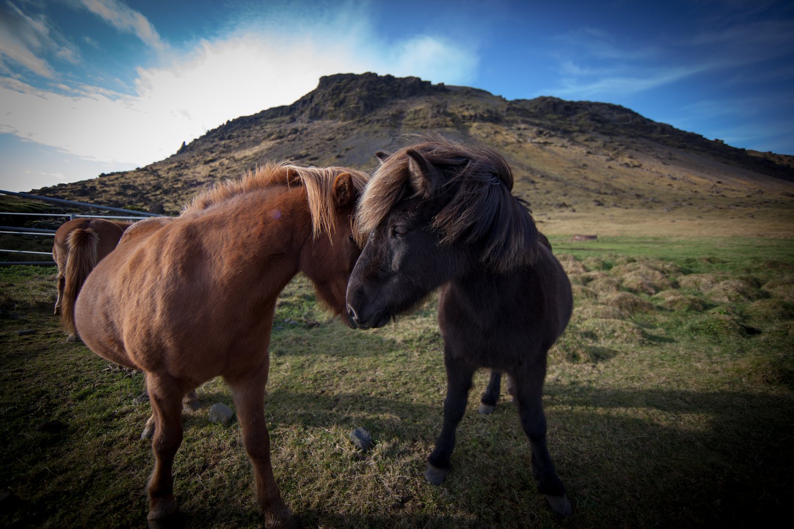Icelandic horses